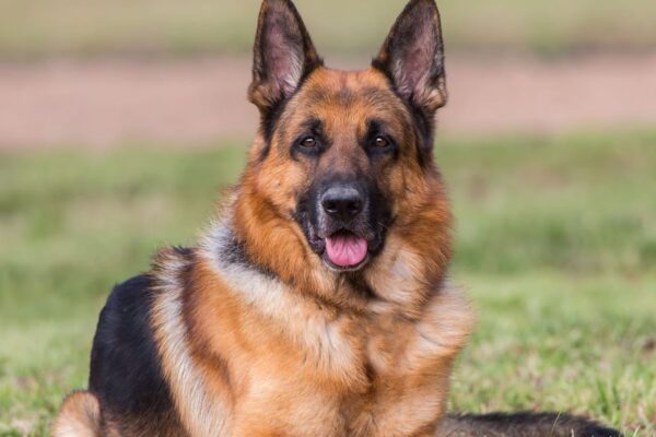 Rabies Outbreak Reported In Lagos, Veterinary Association Warns Against Dog Bite
